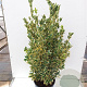 Euonymus jap. 'Bravo' 30-40 cm 5,0L