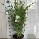 Fargesia mur. 'Jumbo' 80-100 cm 7,5L