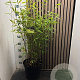 Fargesia mur. 'Simba' 80-100 cm 7,5L