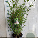 Fargesia 'Winter Joy' 80-100 cm 7,5L