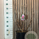 Hydrangea pan. Sundae Fraise 60-70 cm 7,5L