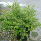 Lonicera nit. 'Lemon Beauty' 30-35 cm 5,0L