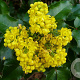 Mahonia aquifolium 30-35 cm 5,0L 5 tak plus