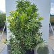 Pieris 'Flaming Silver' 25-30 cm 2.0L Circulair