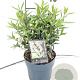 Sarcococca h. Purple Gem 25-30 cm 2,0L