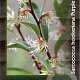 Sarcococca h. Purple Gem 25-30 cm 2,0L