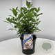 Viburnum tinus 25-30 cm 2,0L