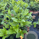 Viburnum tinus 25-30 cm 2,0L