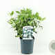 Viburnum tinus 25-30 cm 2,0L