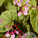 Begonia grandis evansiana 125-150 cm 20L