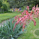 Beschorneria yuccoides semis 125-150 cm 20L