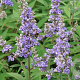 Vitex Summertime Blues 50-60 cm 7,5L