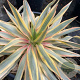 Yucca gloriosa 'Citrus Twist' 125-150 cm 20L