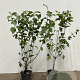 Cornus sanguinea 60-100 cm 2,5L