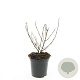 Fuchsia 'Mrs Popple' GM 1.5