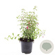 Fuchsia 'Riccartonii' GM 1.5