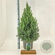Picea gl. 'December' 60-70 cm P26