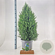 Picea gl. 'December' 60-80 cm p29