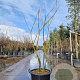 Albizia julibr. Ombrella 100-125 cm container