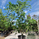 Albizia julibrissin 125-150 cm container meerstammig