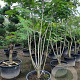 Albizia julibrissin 125-150 cm container meerstammig