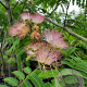 Albizia julibrissin 125-150 cm container meerstammig