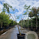 Albizia julibrissin 200-250 cm container meerstammig extra