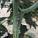 Acer capillipes 175-200 cm met kluit