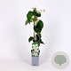 Actinidia deliciosa 'Atlas' 70 cm 2,0L