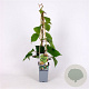 Actinidia deliciosa 'Boskoop' 70 cm 2,0L