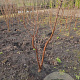 Acer griseum 150-175 cm met kluit