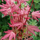 Acer pal. Brown Sugar 100-125 cm met kluit