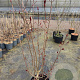 Acer plat. 'Crimson Sentry' 125-150 cm 15L