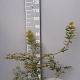Acer pal. 'Dissectum' 60-80 cm 7,5L