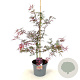 Acer pal. 'Garnet' 60-80 cm 7,5L