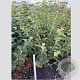 Acer rufinerve 125-150 cm 12L