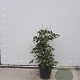 Aesculus parviflora 100-125 cm met kluit