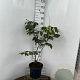 Aesculus parviflora 60-80 cm 7,5L