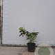 Aesculus parviflora 60-80 cm met kluit