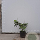 Aesculus parviflora 60-80 cm met kluit