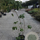 Aesculus parviflora 80-100 cm met kluit