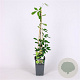 Akebia quinata 'Cream Form' 70 cm 2,0L