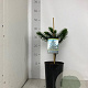 Araucaria araucana 30-40 cm 4,0L