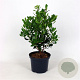 Arbutus unedo 60-80 cm 5,0L