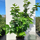Calycanthus floridus 100-125 cm met kluit