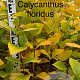 Calycanthus floridus 100-125 cm met kluit