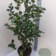 Camellia j. 'Brushfield's Yellow' 60-80 cm 7,5L