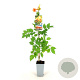Campsis t. Indian Summer 80-100 cm 2,0L veredeld