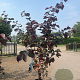Cercis can. 'Forest Pansy' 175-200 cm 20L