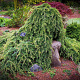 Cedrus l. 'Sargentii' 80-100 cm met kluit